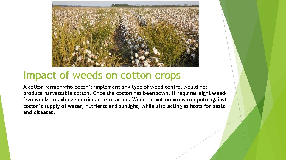 Impact of weeds on cotton crops A cotton farmer who doesn’t implement any type