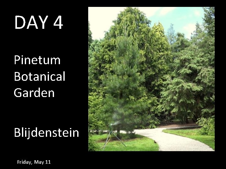 DAY 4 Pinetum Botanical Garden Blijdenstein Friday, May 11 