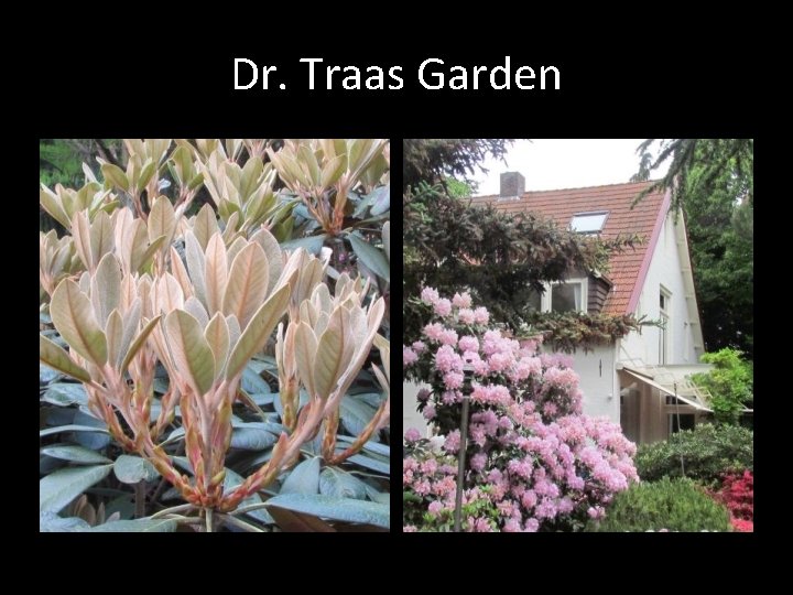 Dr. Traas Garden 