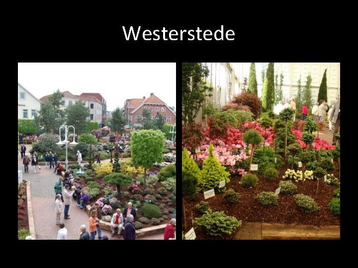 Westerstede 