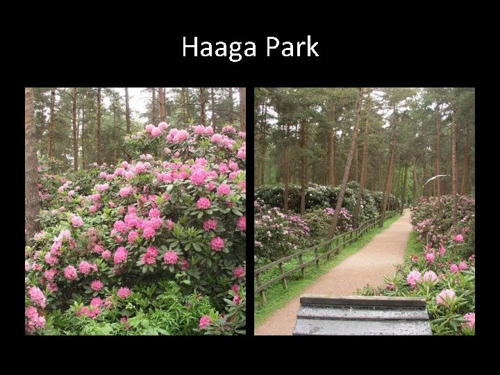 Haaga Park 