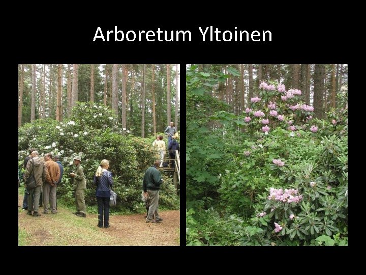 Arboretum Yltoinen 