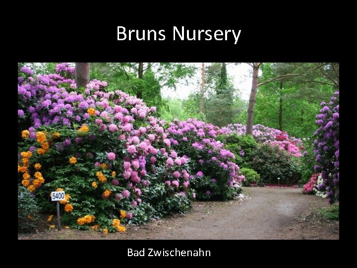 Bruns Nursery Bad Zwischenahn 