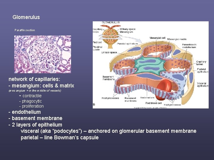 Glomerulus Paraffin section network of capillaries: - mesangium: cells & matrix (mes angium =