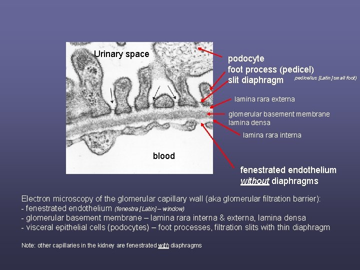 Urinary space podocyte foot process (pedicel) slit diaphragm pedicellus [Latin] small foot) lamina rara