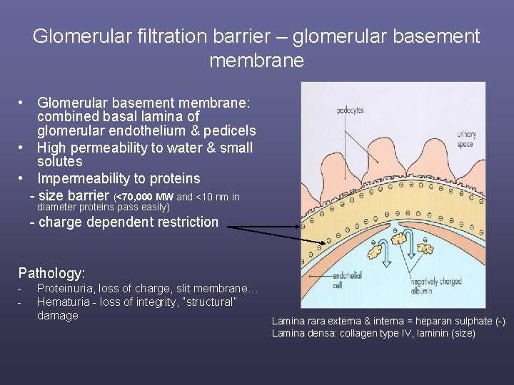 Glomerular filtration barrier – glomerular basement membrane • Glomerular basement membrane: combined basal lamina