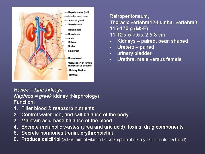 Retroperitoneum, Thoracic vertebra 12 -Lumbar vertebra 3 115 -170 g (M>F) 11 -12 x