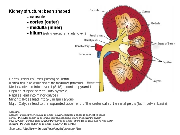 Kidney structure: bean shaped - capsule - cortex (outer) - medulla (inner) - hilum