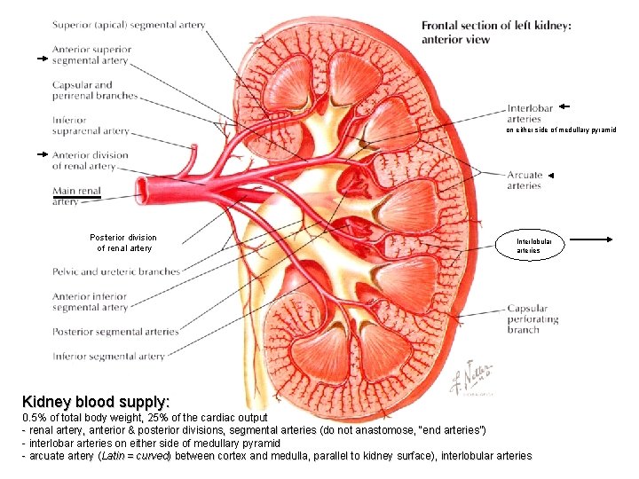 on either side of medullary pyramid Posterior division of renal artery Interlobular arteries Kidney