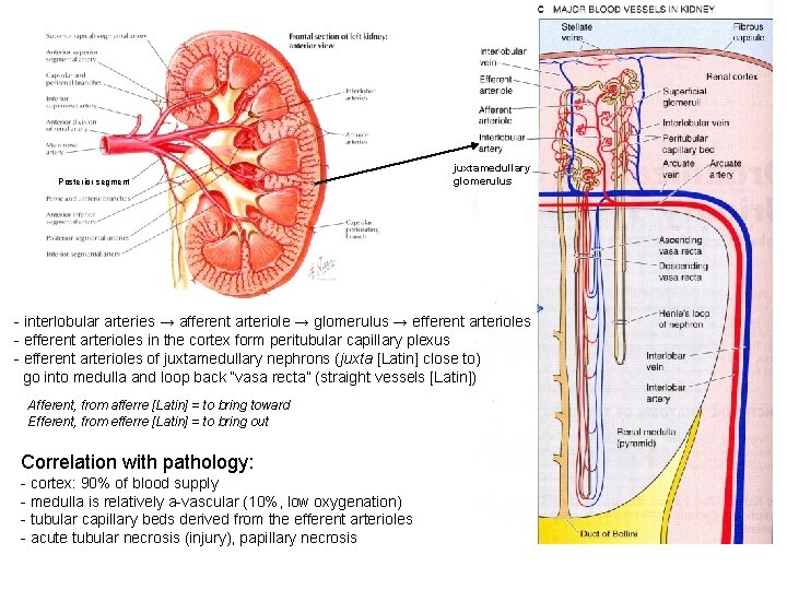 Posterior segment juxtamedullary glomerulus - interlobular arteries → afferent arteriole → glomerulus → efferent