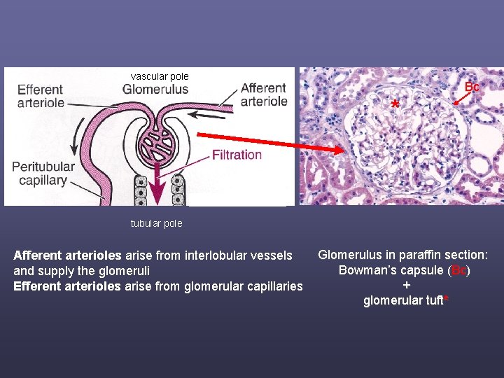 vascular pole Bc * tubular pole Afferent arterioles arise from interlobular vessels and supply
