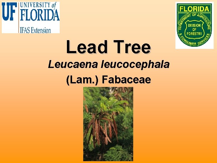 Lead Tree Leucaena leucocephala (Lam. ) Fabaceae 