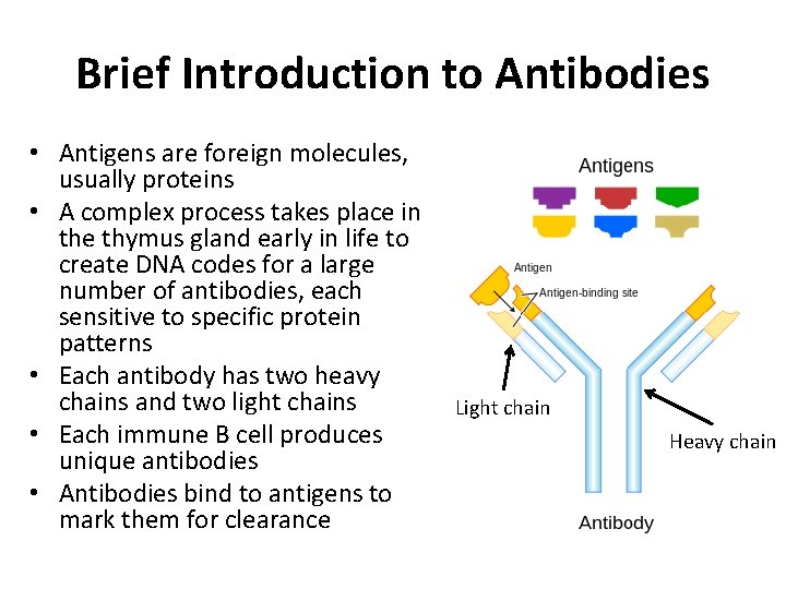 Brief Introduction to Antibodies • Antigens are foreign molecules, usually proteins • A complex