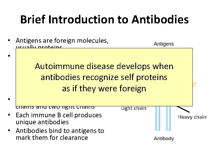 Brief Introduction to Antibodies • Antigens are foreign molecules, usually proteins • A complex