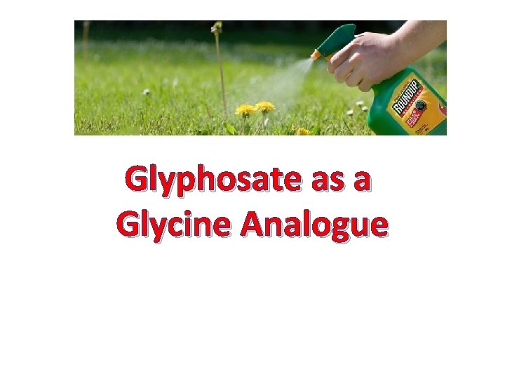 Glyphosate as a Glycine Analogue 