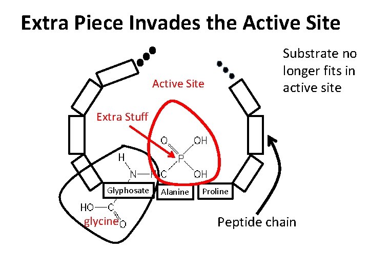 Extra Piece Invades the Active Site Substrate no longer fits in active site Active