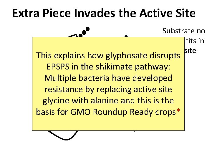 Extra Piece Invades the Active Site Substrate no longer fits in active site This