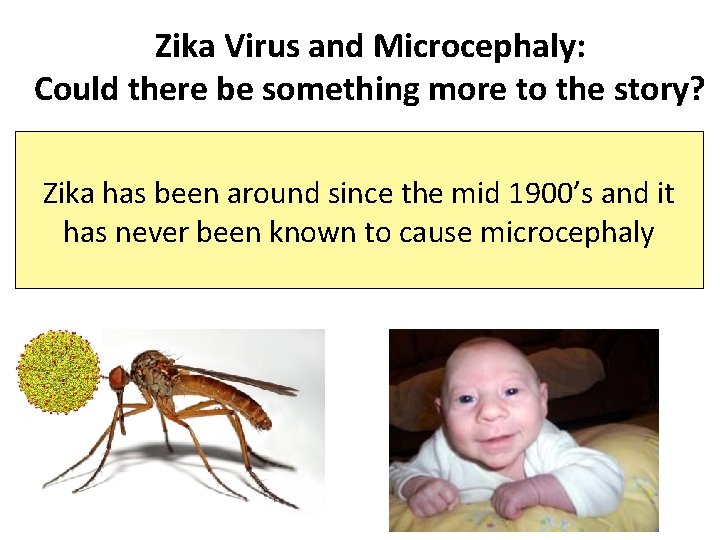 Zika Virus and Microcephaly: Could there be something more to the story? Zika has