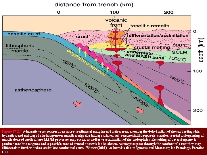 Figure 17 -23. Schematic cross section of an active continental margin subduction zone, showing