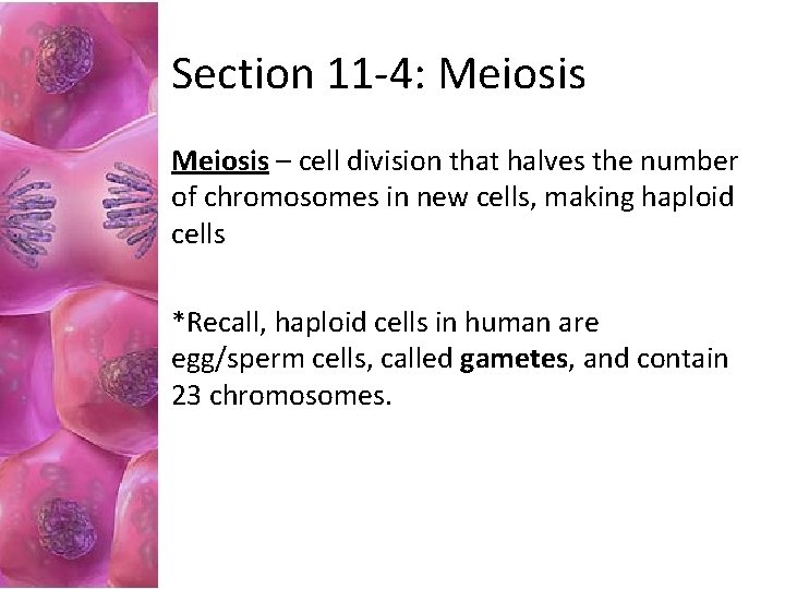 Section 11 -4: Meiosis – cell division that halves the number of chromosomes in