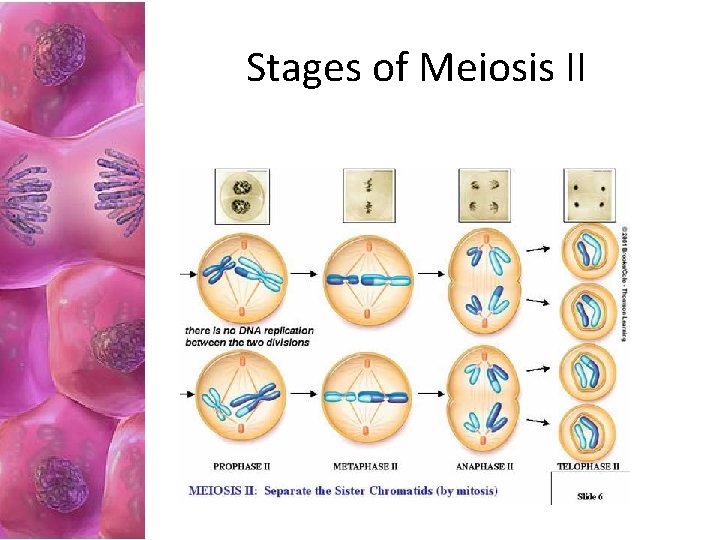 Stages of Meiosis II 