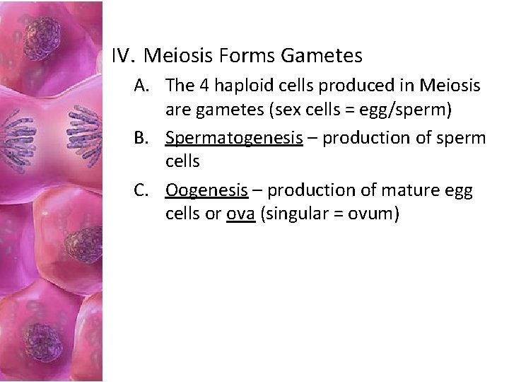 IV. Meiosis Forms Gametes A. The 4 haploid cells produced in Meiosis are gametes