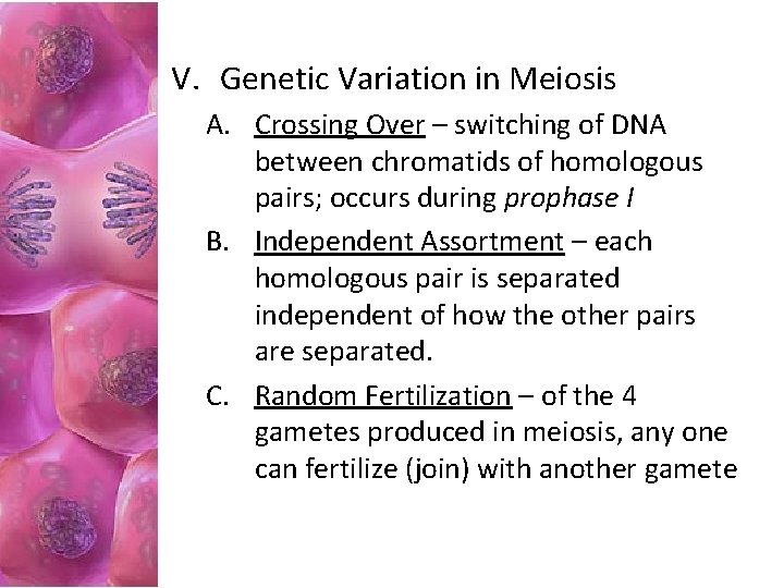 V. Genetic Variation in Meiosis A. Crossing Over – switching of DNA between chromatids