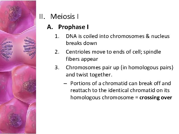 II. Meiosis I A. Prophase I 1. DNA is coiled into chromosomes & nucleus