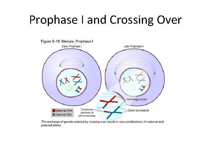 Prophase I and Crossing Over Prophase I and Crossing Over