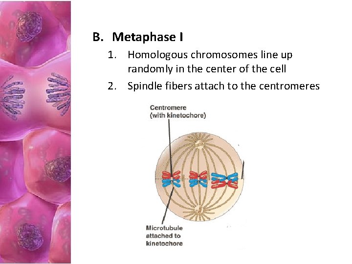 B. Metaphase I 1. Homologous chromosomes line up randomly in the center of the