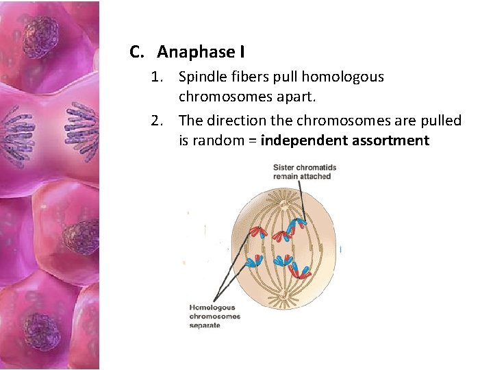 C. Anaphase I 1. Spindle fibers pull homologous chromosomes apart. 2. The direction the