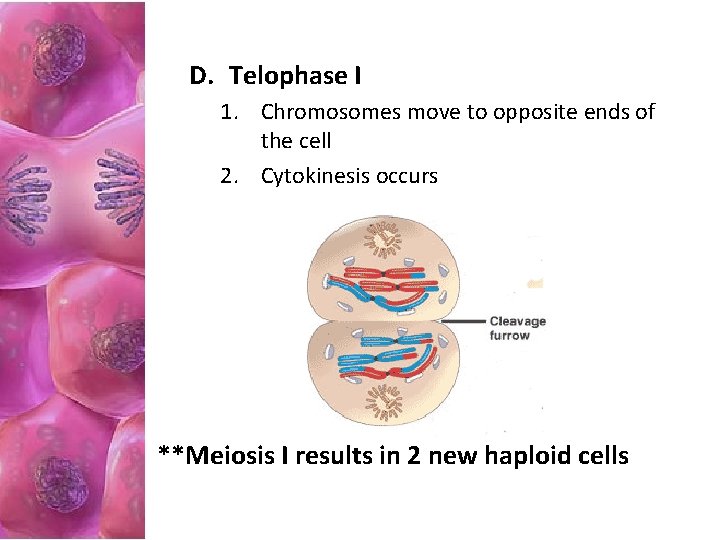 D. Telophase I 1. Chromosomes move to opposite ends of the cell 2. Cytokinesis