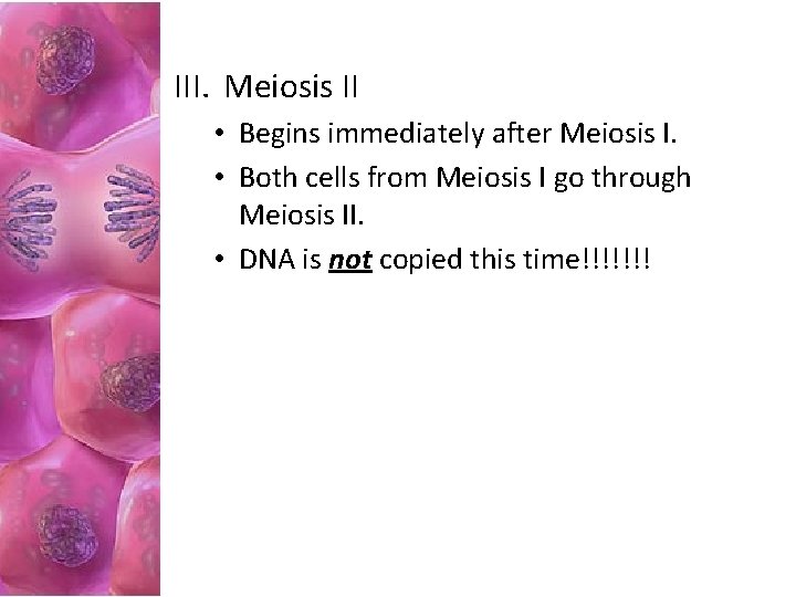 III. Meiosis II • Begins immediately after Meiosis I. • Both cells from Meiosis III. Meiosis II • Begins immediately after Meiosis I. • Both cells from Meiosis