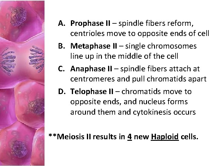 A. Prophase II – spindle fibers reform, centrioles move to opposite ends of cell