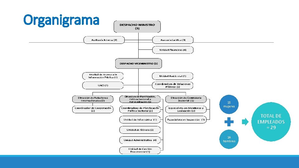 Organigrama 15 mujeres TOTAL DE EMPLEADOS = 29 14 hombres 