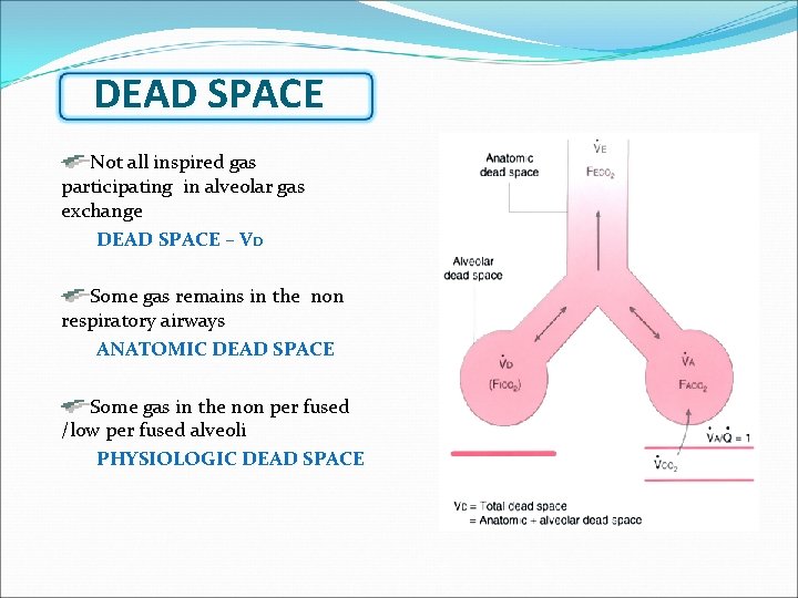 DEAD SPACE Not all inspired gas participating in alveolar gas exchange DEAD SPACE –