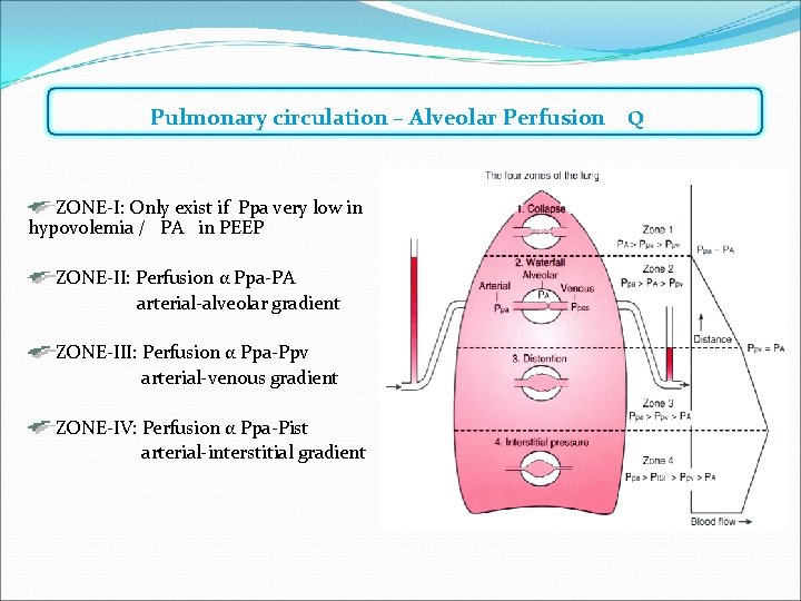 Pulmonary circulation – Alveolar Perfusion Q ZONE-I: Only exist if Ppa very low in