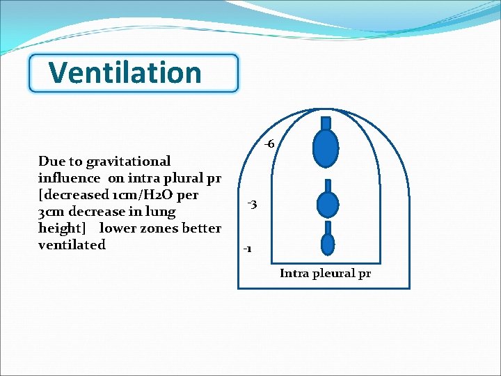 Ventilation -6 Due to gravitational influence on intra plural pr [decreased 1 cm/H 2