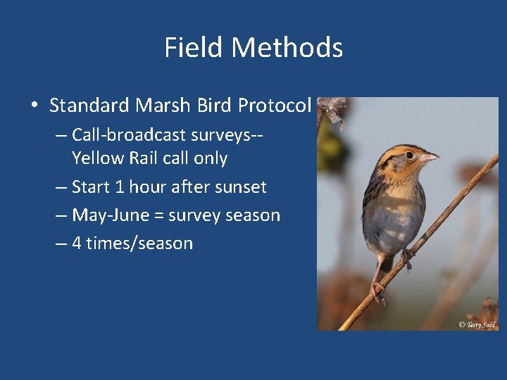 Field Methods • Standard Marsh Bird Protocol – Call-broadcast surveys-Yellow Rail call only –