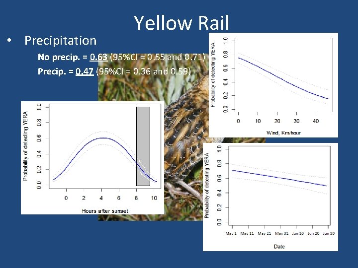  • Precipitation Yellow Rail No precip. = 0. 63 (95%CI = 0. 55