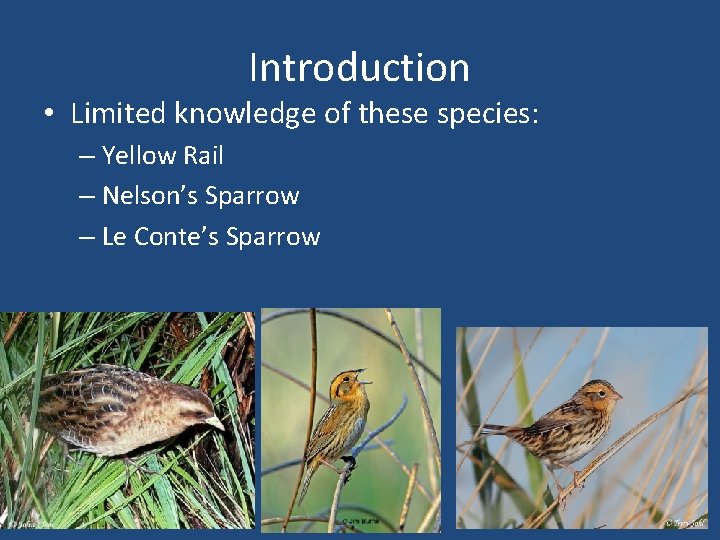 Introduction • Limited knowledge of these species: – Yellow Rail – Nelson’s Sparrow –