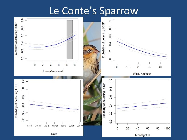 Le Conte’s Sparrow 