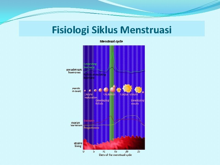 Fisiologi Siklus Menstruasi Fisiologi Siklus Menstruasi