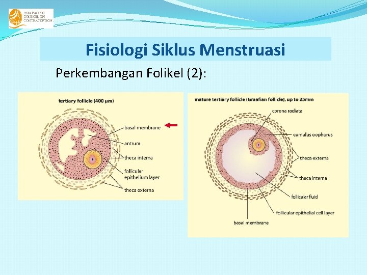 Fisiologi Siklus Menstruasi Perkembangan Folikel (2): Fisiologi Siklus Menstruasi Perkembangan Folikel (2):