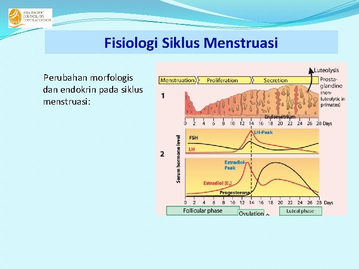 Fisiologi Siklus Menstruasi Perubahan morfologis dan endokrin pada siklus menstruasi: 