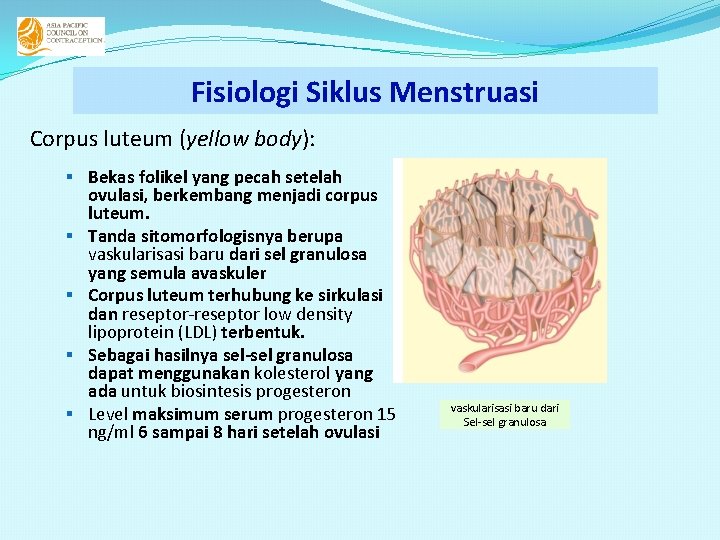 Fisiologi Siklus Menstruasi Corpus luteum (yellow body): § Bekas folikel yang pecah setelah §