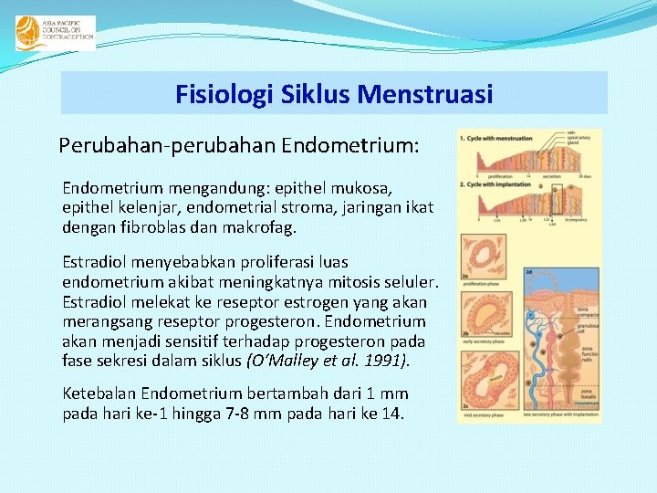 Fisiologi Siklus Menstruasi Perubahan-perubahan Endometrium: Endometrium mengandung: epithel mukosa, epithel kelenjar, endometrial stroma, jaringan