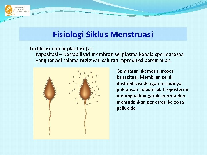 Fisiologi Siklus Menstruasi Fertilisasi dan Implantasi (2): Kapasitasi – Destabilisasi membran sel plasma kepala