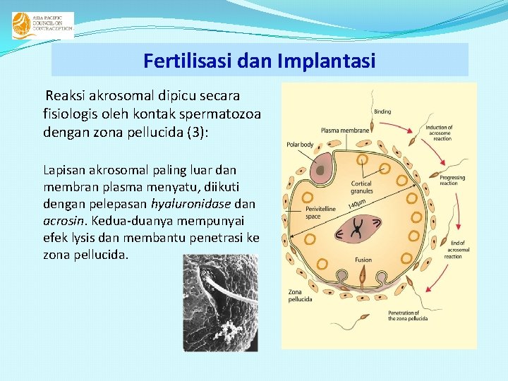 Fertilisasi dan Implantasi Reaksi akrosomal dipicu secara fisiologis oleh kontak spermatozoa dengan zona pellucida Fertilisasi dan Implantasi Reaksi akrosomal dipicu secara fisiologis oleh kontak spermatozoa dengan zona pellucida