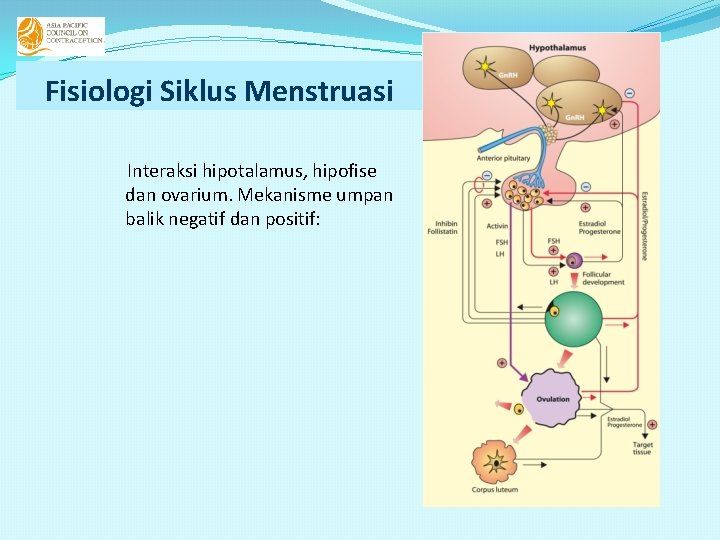 Fisiologi Siklus Menstruasi Interaksi hipotalamus, hipofise dan ovarium. Mekanisme umpan balik negatif dan positif: